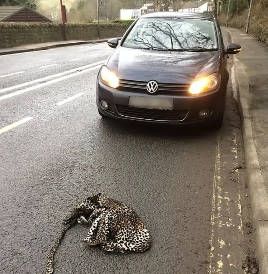 Man pulls over out of concern that a wounded leopard may be lying on the road.