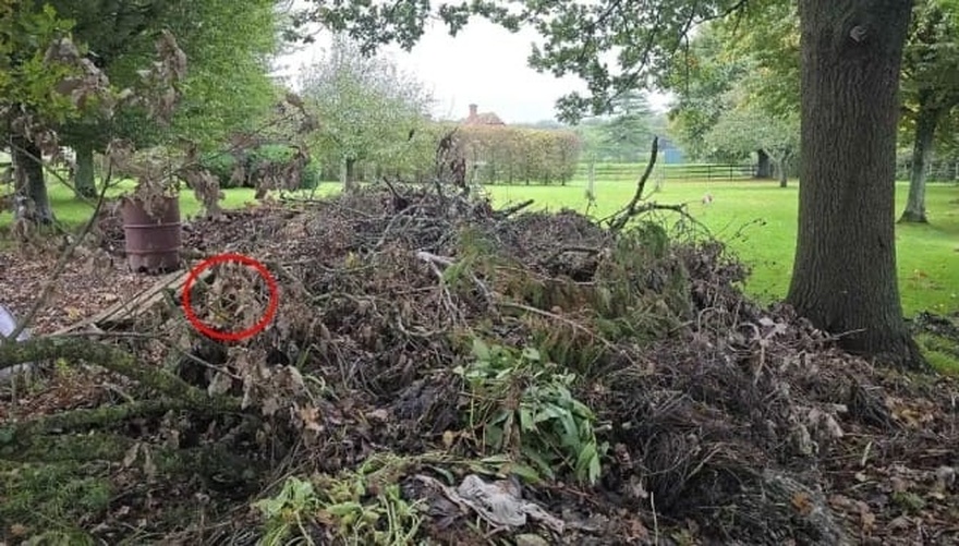 Can you spot the hidden dog? Only those with ‘sniper vision’ can find it