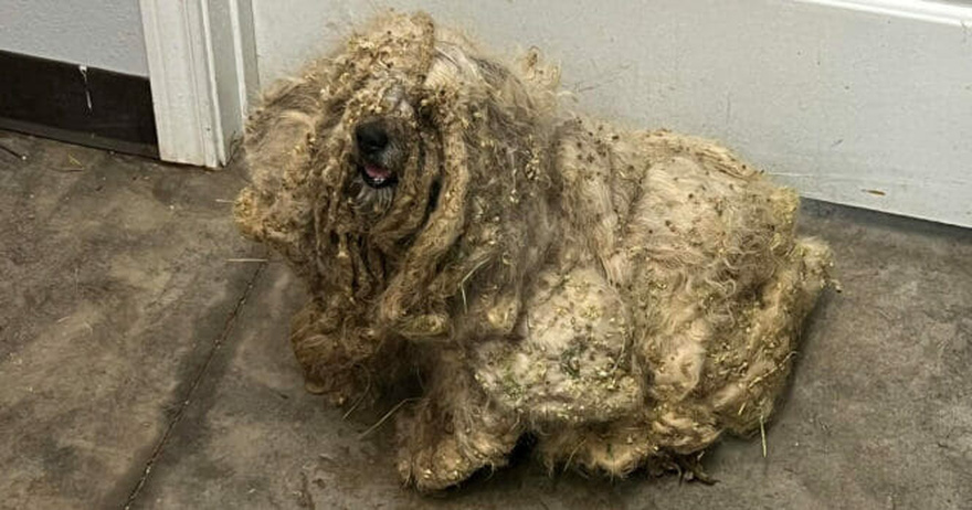 Shelter rescues neglected dog covered in three pounds of matted fur — he looks completely different after makeover