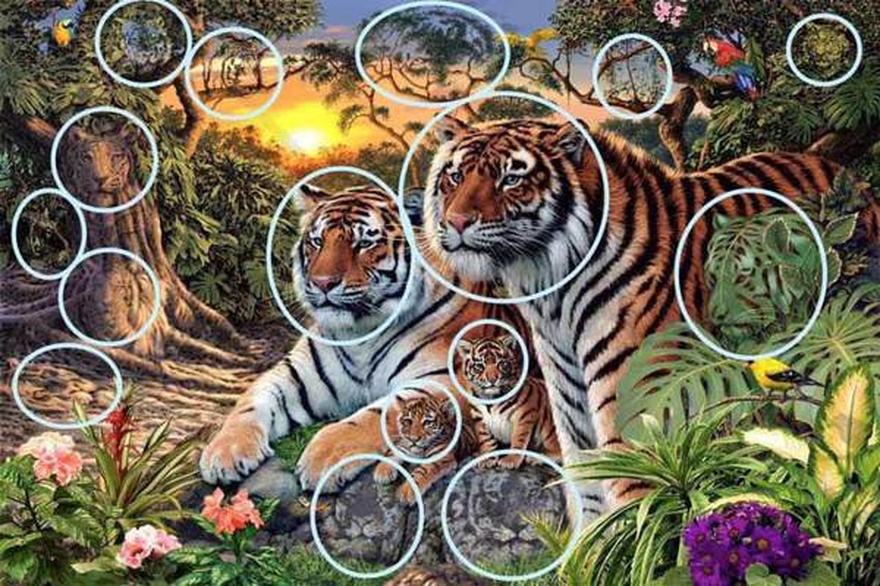 This Image Of Tigers Has Thousands Scratching Their Heads. How Many Do You See?