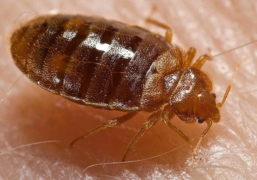 The Housewife’s Secret to Eliminating Bed Bugs from Your Home