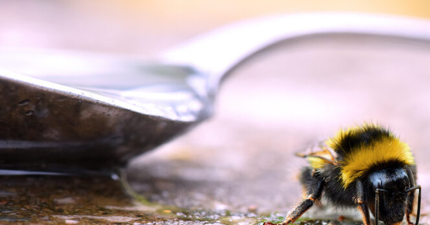 If you spot a sugary spoon in your yard, you had better know what it means