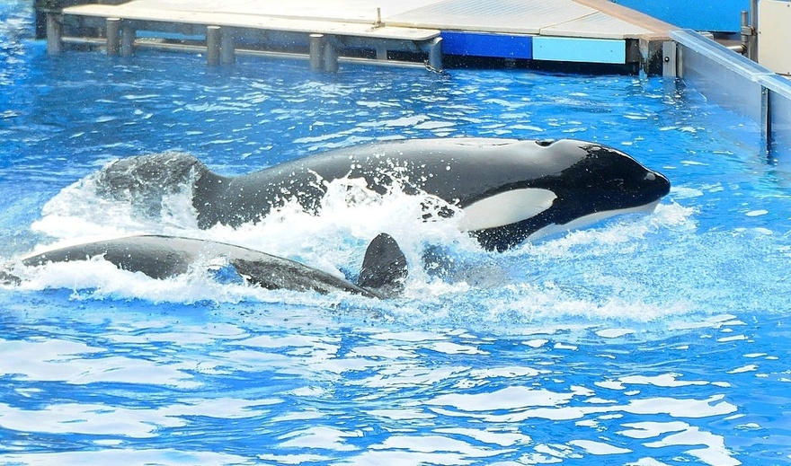 SeaWorld orca poops in tank and then splashes it all over spectators