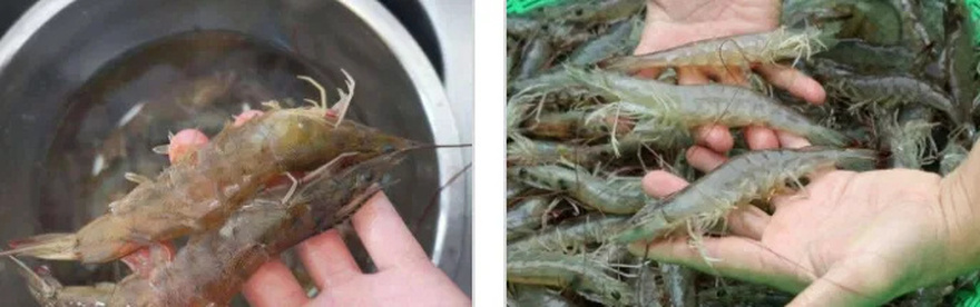 When buying prawns, if you see these signs, avoid them immediately. Even if it’s cheap, don’t buy it