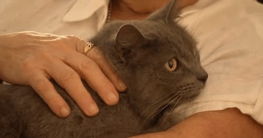 Woman who lost home is reunited with her cat 32 days after the Eaton Fire