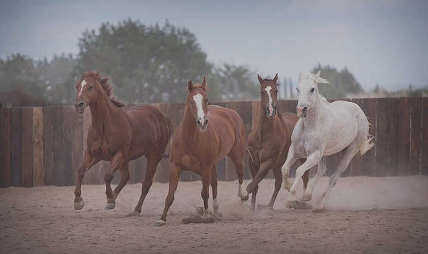 How Many Horses Are There? Find Out the Surprising Answer Behind the Visual Illusion!