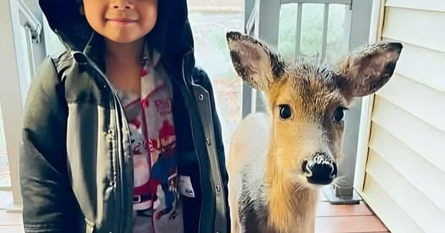 During a family vacation, a 4-year-old boy befriends a wild deer and tries to bring it home