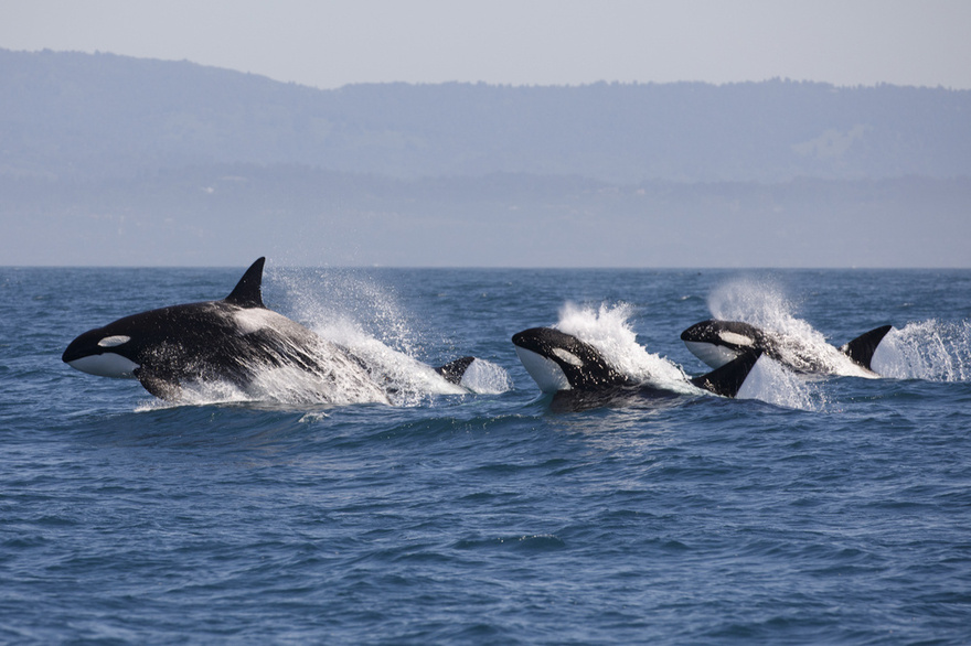 Terrifying Orca Recording Imitating Human Speech Stuns and Freaks People Out