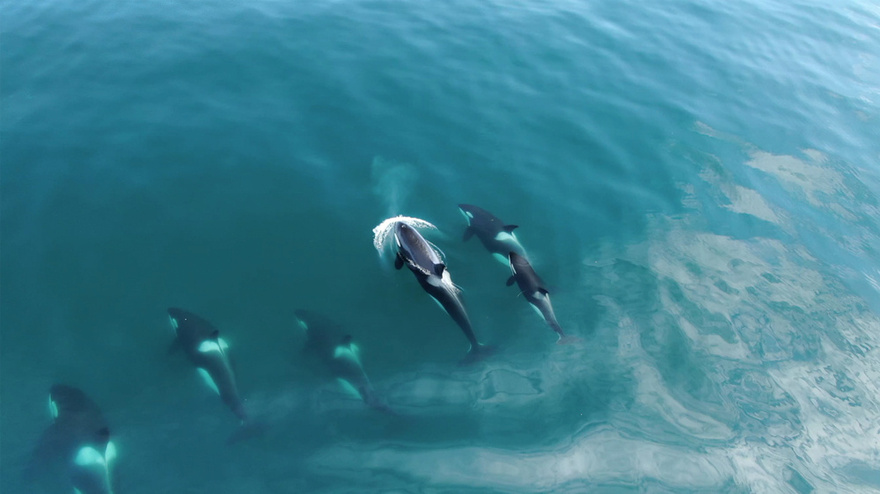 Terrifying Orca Recording Imitating Human Speech Stuns and Freaks People Out