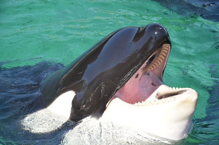 Terrifying Orca Recording Imitating Human Speech Stuns and Freaks People Out