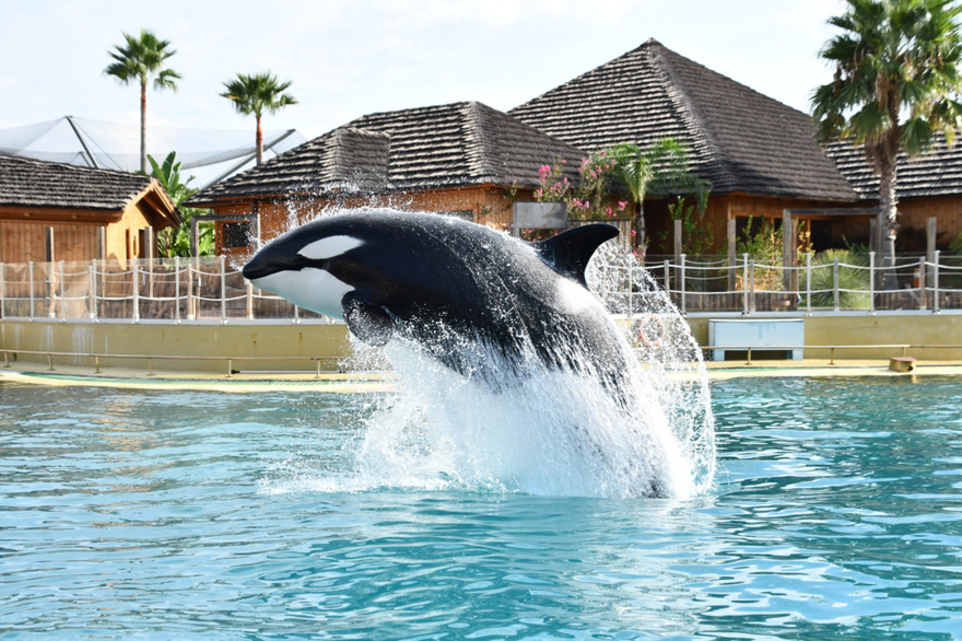 Terrifying Orca Recording Imitating Human Speech Stuns and Freaks People Out