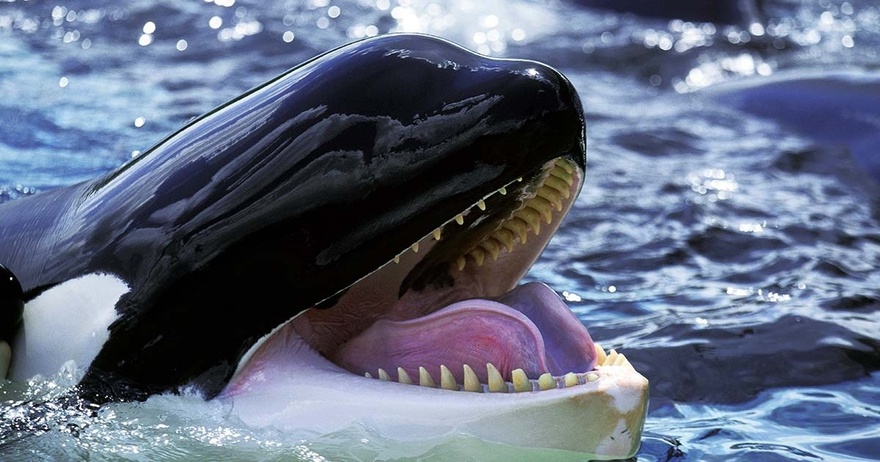 Terrifying Orca Recording Imitating Human Speech Stuns and Freaks People Out