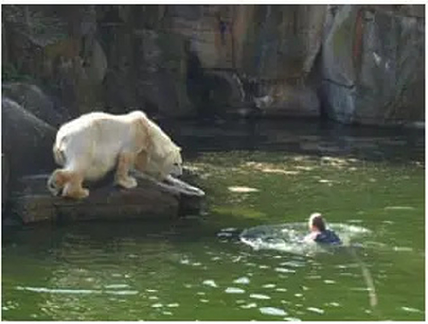 A 32-year-old woman was attacked by a polar bear after she jumped into their enclosure at the Berlin zoo