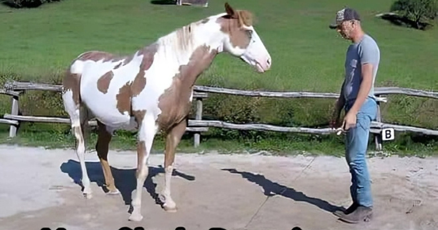 Man Begins Dancing, but His Horse Takes Center Stage