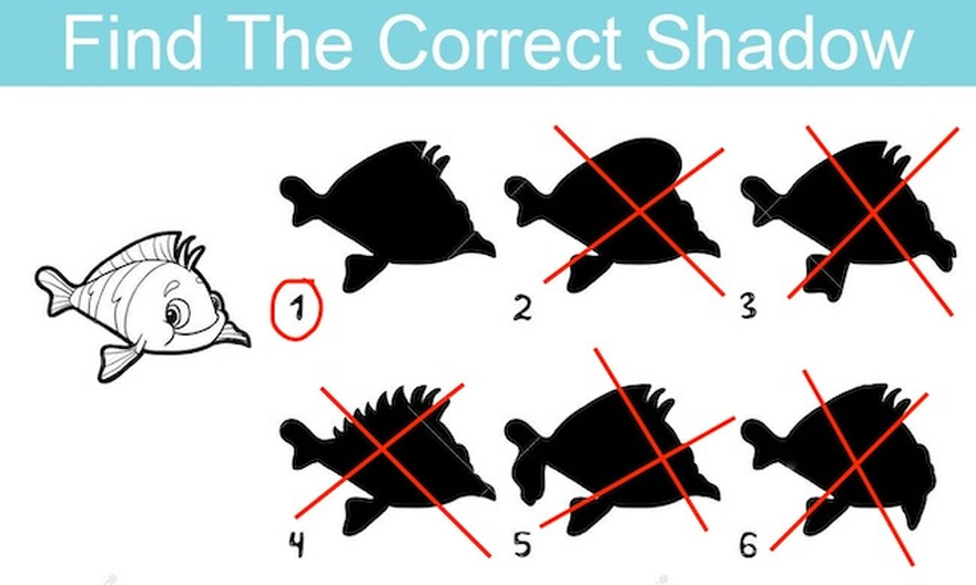 How Well Do You Observe? Find the Correct Shadow Among These Options!