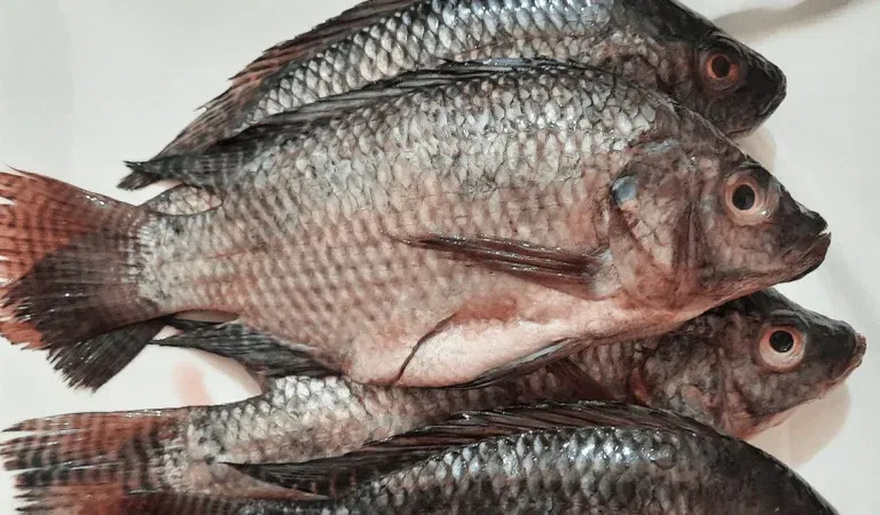 Why Nobody Should Be Eating Tilapia Anymore