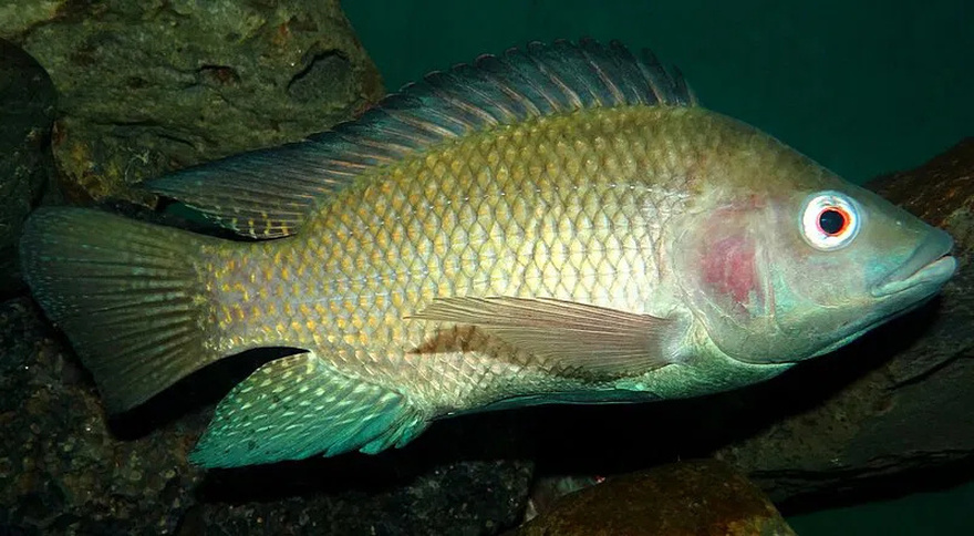 Why Nobody Should Be Eating Tilapia Anymore