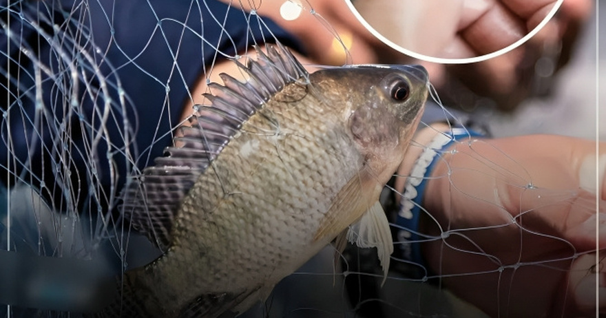 Why Nobody Should Be Eating Tilapia Anymore