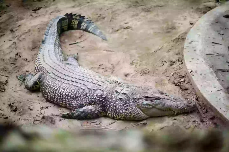 Terrifying moment crocodile snatches grandfather and drags him into water at theme park