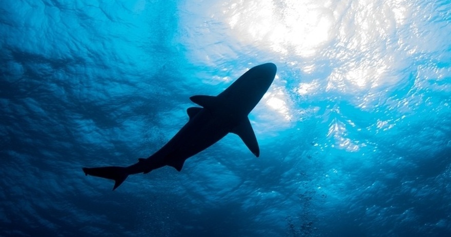 Tourist loses both her hands in horror shark attack