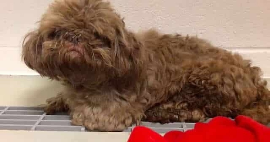 20-Year-Old Dog, Radar, Left at Shelter for Euthanasia, Vets Find a Secret