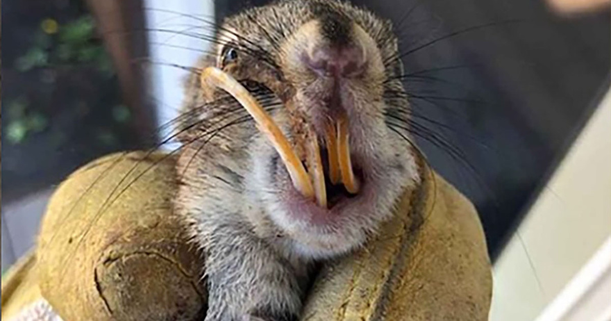 Animal lover finds squirrel with giant tooth, brings him home and gives him a new opportunity – thank you