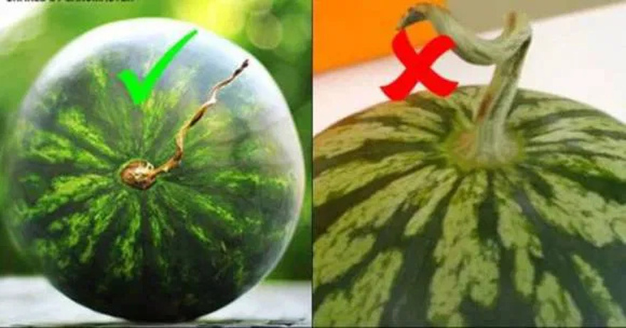 Tips for choosing ripe watermelons with red flesh, sweet, and paper-thin flesh