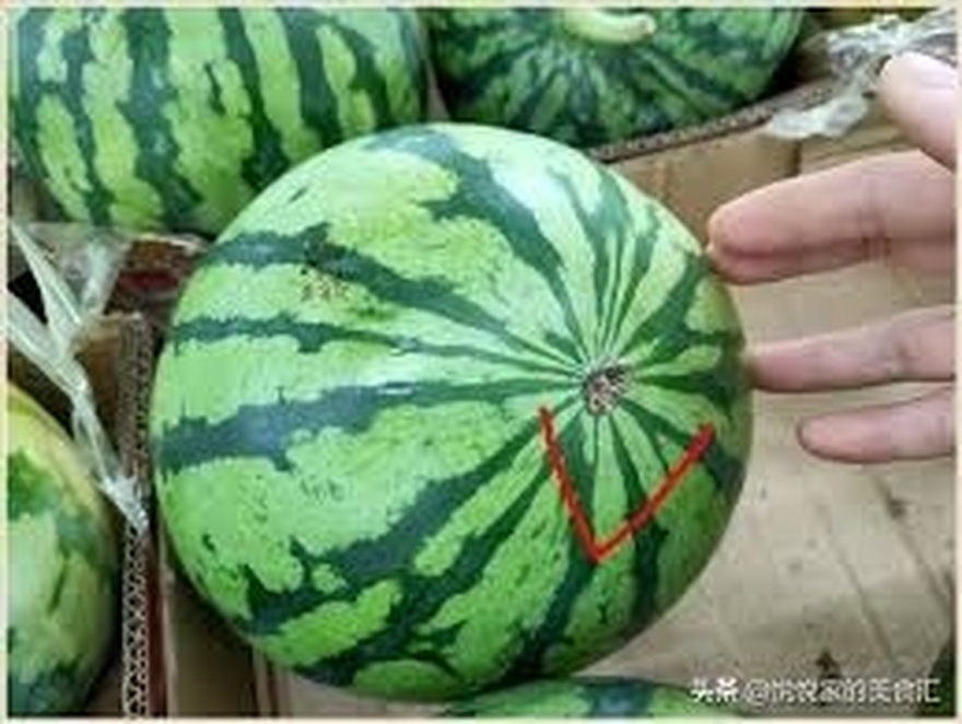 Tips for choosing ripe watermelons with red flesh, sweet, and paper-thin flesh