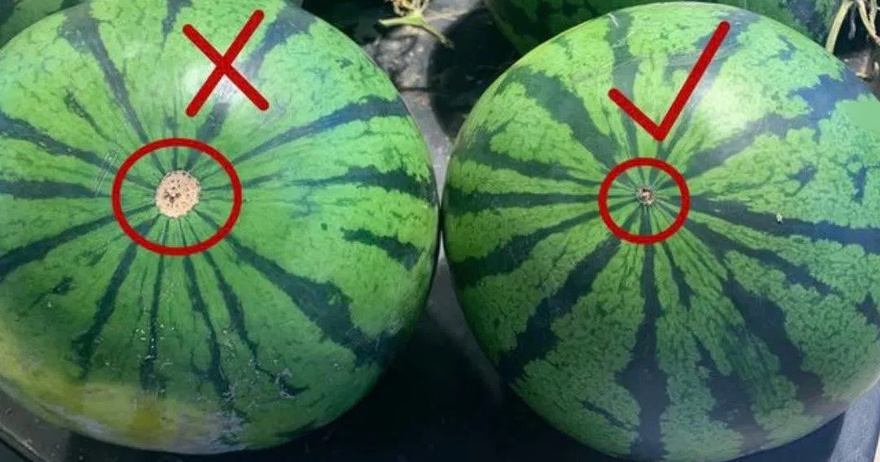 Tips for choosing ripe watermelons with red flesh, sweet, and paper-thin flesh