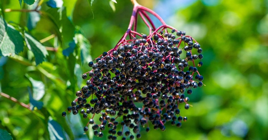 10 Benefits of Elderberry (Immune System, Heart Health, and More)