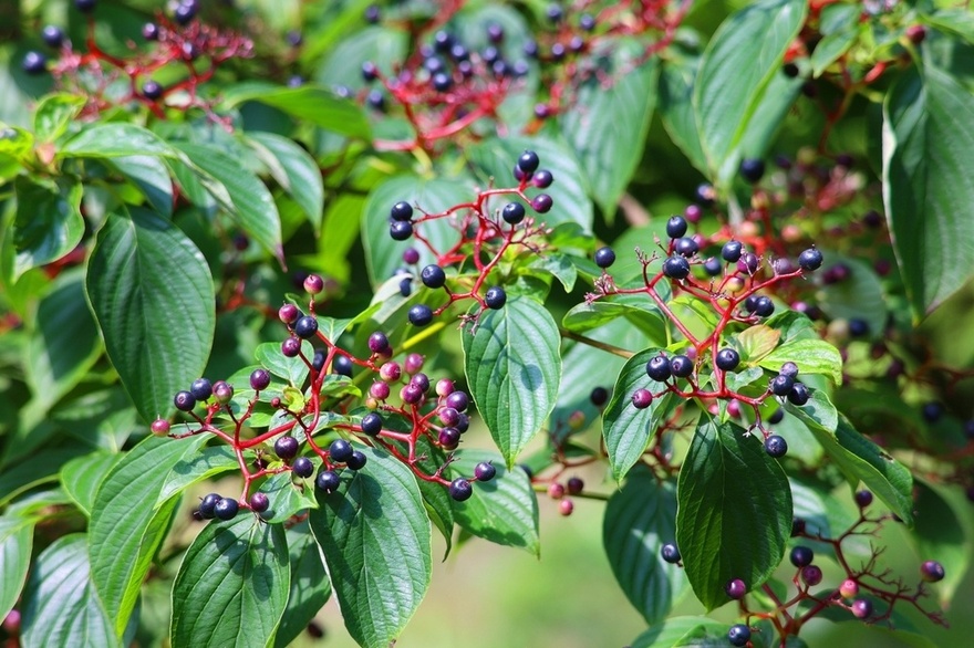 10 Benefits of Elderberry (Immune System, Heart Health, and More)