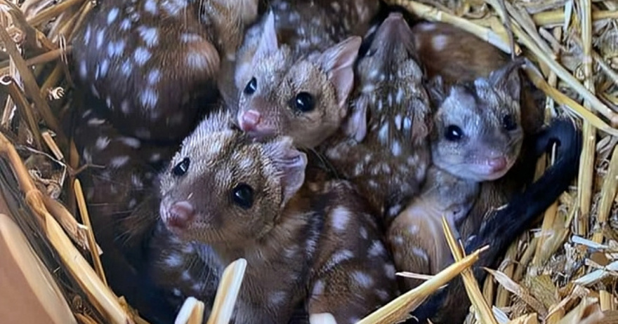 Gang finds unusually spiky creatures in nest – takes a closer look and jaws drop when they realize what kind of animals they are