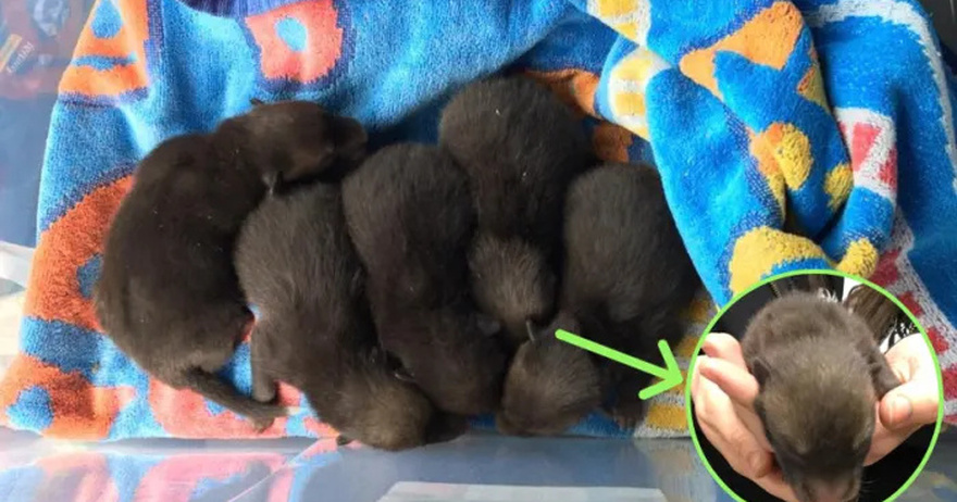 Man Finds 5 ‘Puppies’ Under Old Mattress, Week Later He Realizes What They Really Are