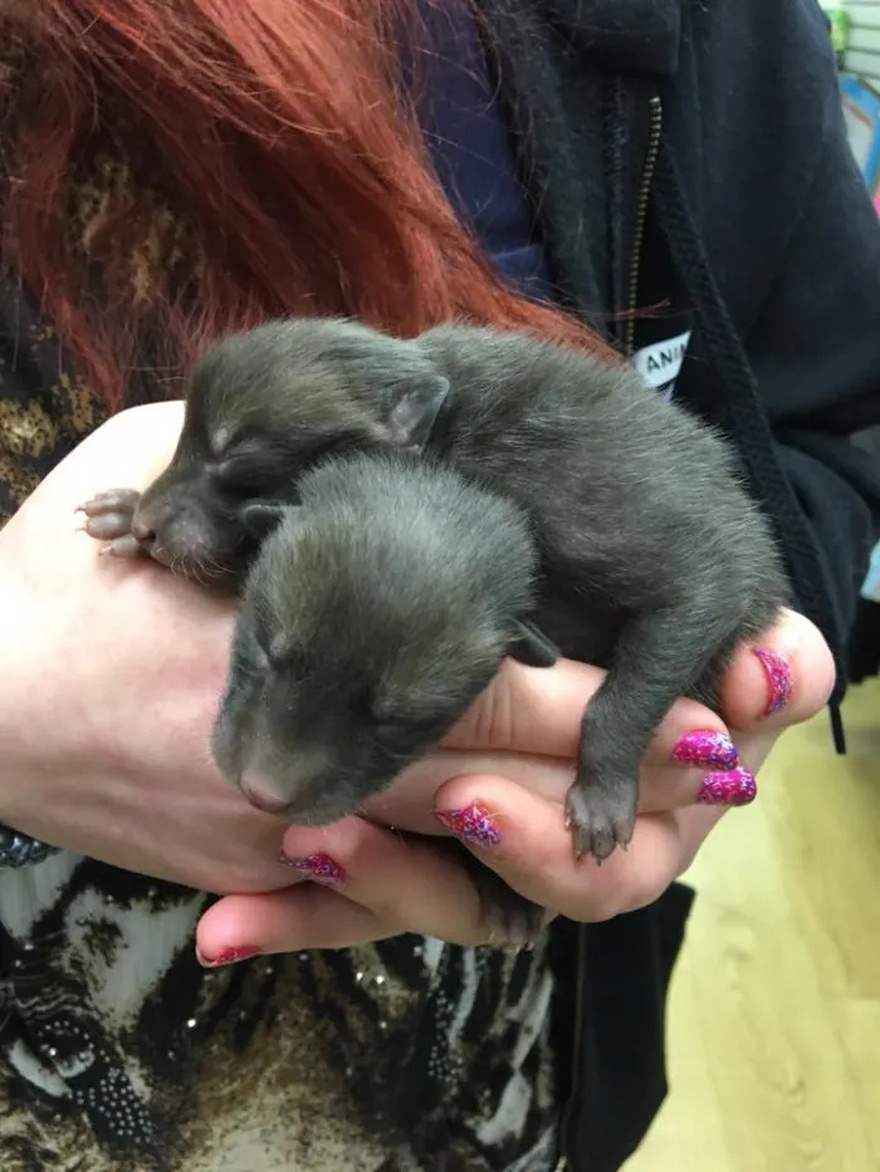 Man Finds 5 ‘Puppies’ Under Old Mattress, Week Later He Realizes What They Really Are