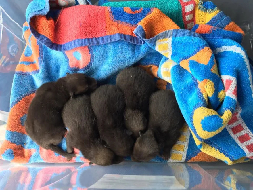 Man Finds 5 ‘Puppies’ Under Old Mattress, Week Later He Realizes What They Really Are