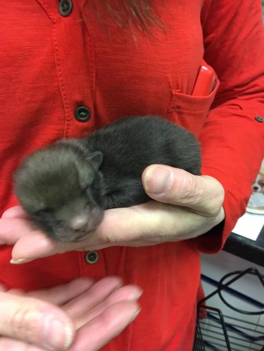 Man Finds 5 ‘Puppies’ Under Old Mattress, Week Later He Realizes What They Really Are