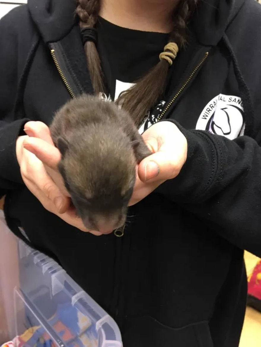 Man Finds 5 ‘Puppies’ Under Old Mattress, Week Later He Realizes What They Really Are