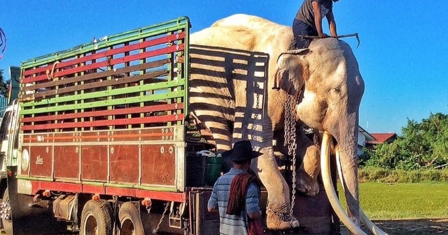 Elephant forced to entertain tourists for over 40 years has gotten its first taste of freedom