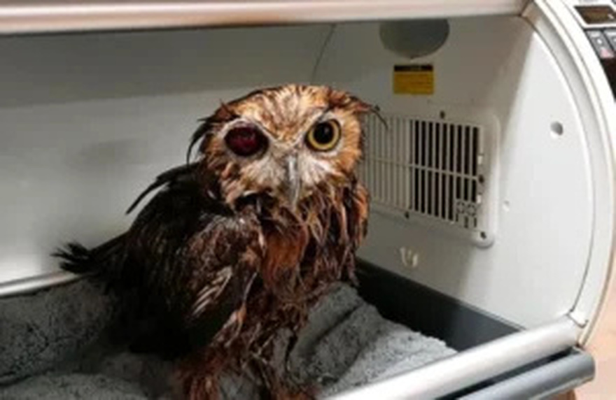 Amazing Recovery of Rescued Owl: Shot with BB Gun and Trapped in Manure Pit