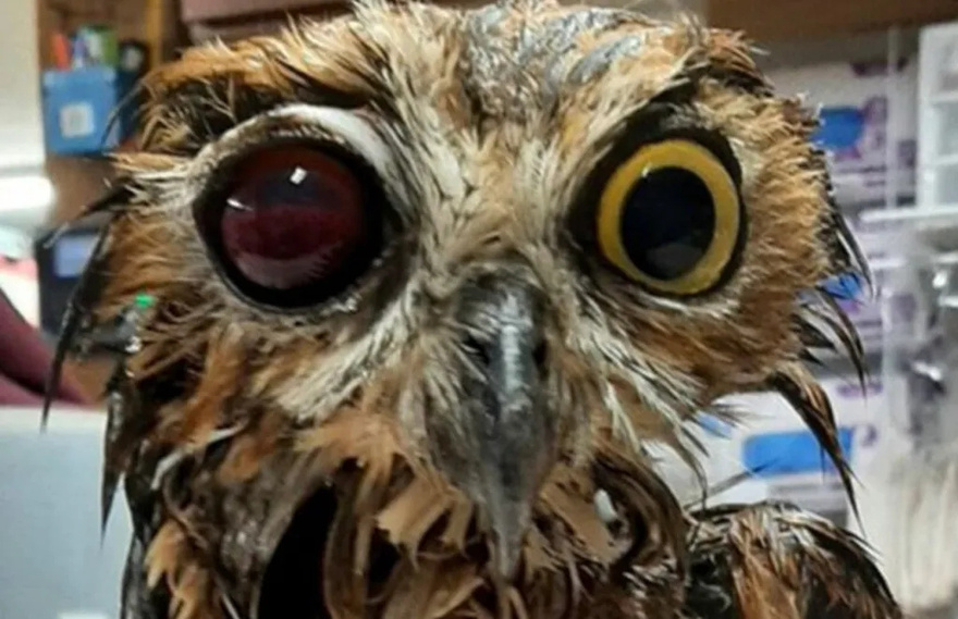 Amazing Recovery of Rescued Owl: Shot with BB Gun and Trapped in Manure Pit