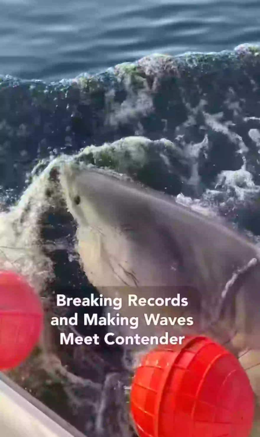 Biggest male great white shark ever recorded in Atlantic Ocean discovered off US coast