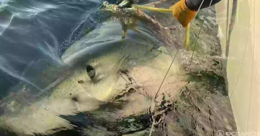 Biggest male great white shark ever recorded in Atlantic Ocean discovered off US coast