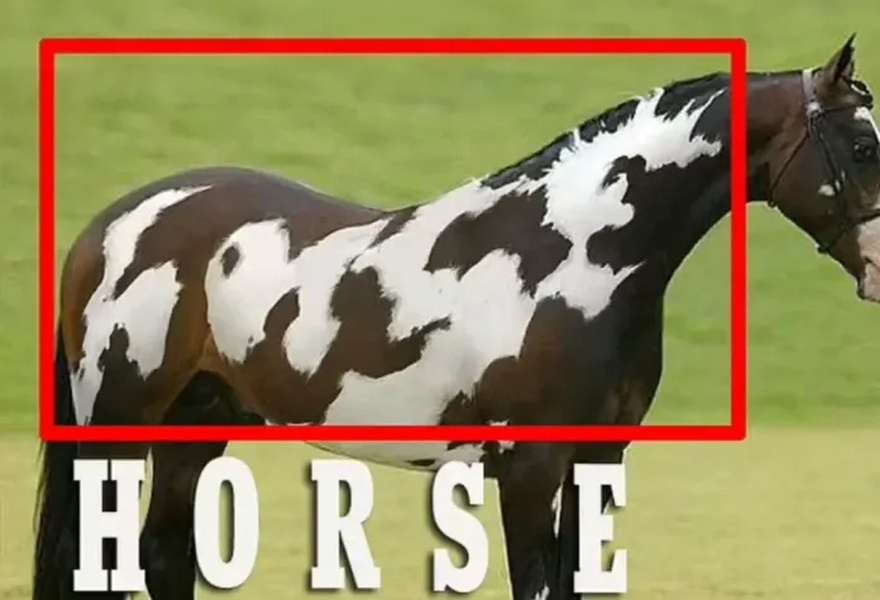 Can You Outsmart This Optical Illusion and Spot the Hidden Horse?