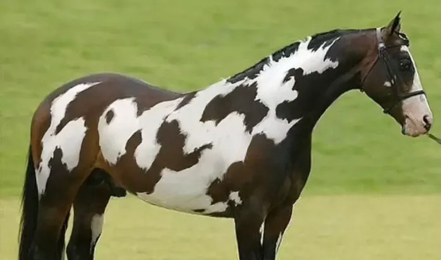 Can You Outsmart This Optical Illusion and Spot the Hidden Horse?