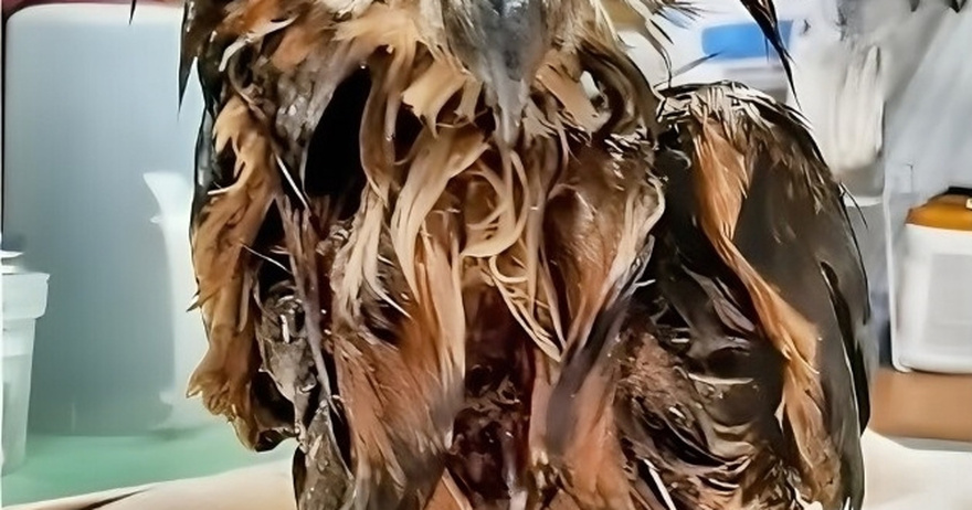 Amazing Recovery of Rescued Owl: Shot with BB Gun and Trapped in Manure Pit