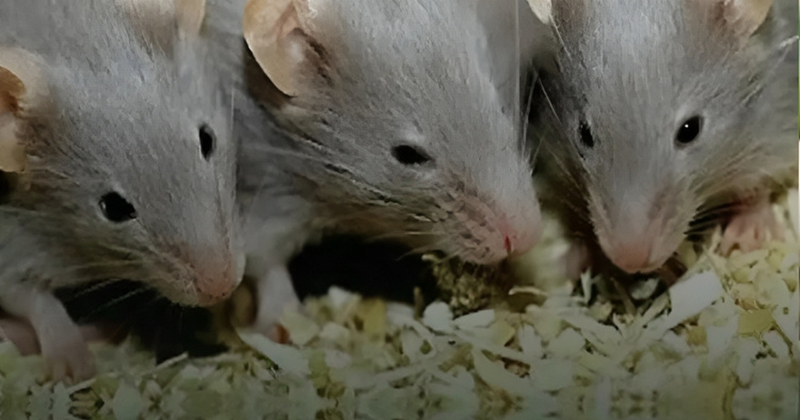 Here are 3 simple ways to keep mice out of your home