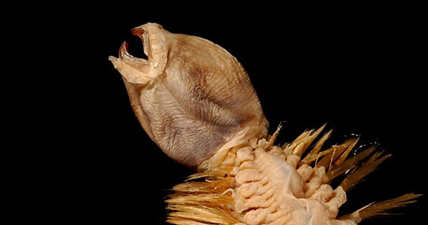 The Antarctic worm with teeth that will haunt your dreams