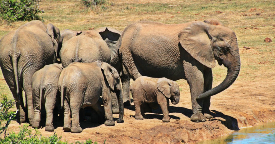 They blocked off the road after realizing what this elephant was carrying with its trunk