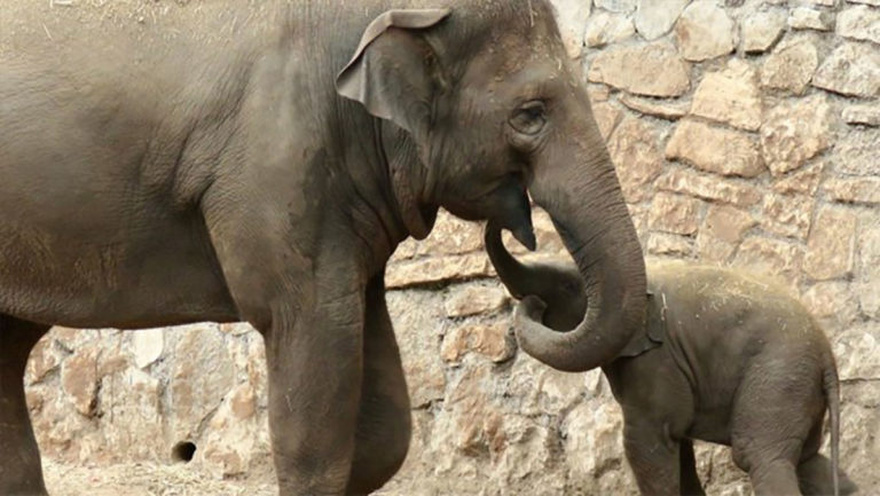 They blocked off the road after realizing what this elephant was carrying with its trunk