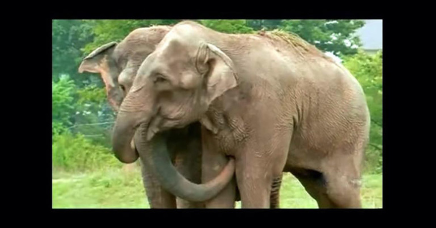 They blocked off the road after realizing what this elephant was carrying with its trunk